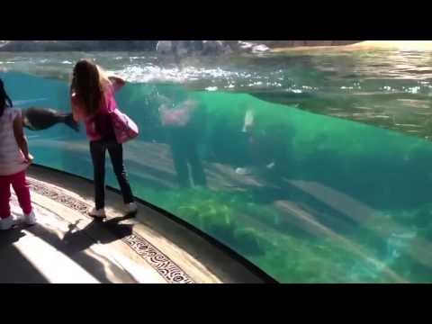 ზღვის ლომის გასაოცარი რეაქცია პატარა გოგონას წაქცევაზე